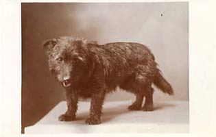 This studio portrait of St Cuthbert's pet dog was sold as a postcard to raise money for the Home. 