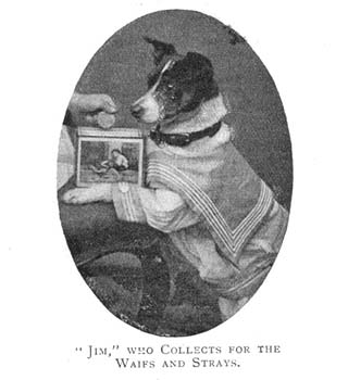 With his sailor's outfit and collection tin, this dog has been dressed-up to raise money for the Rover League. Children could involve themselves in the work of the Society by enrolling their pets in this League, which was run by a dog called Rover. They would send in their donations to the Society, and write letters from their pets telling everyone about their activities. 