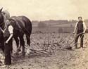 Ploughing the fields