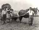 Haymaking with a horse-drawn bail-maker
